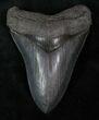 Fossil Megalodon Tooth - Sharp #13076-1